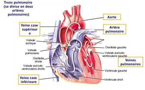 Vue D Ensemble Du Syst Me Cardiovasculaire Flashcards Quizlet