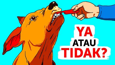 Kiat Dan Trik Pemilik Anjing Yang Luar Biasa YouTube