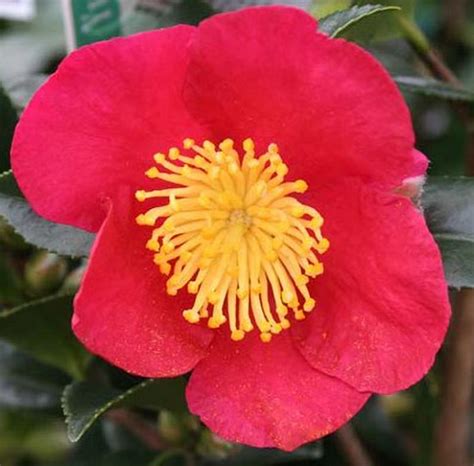 Camellia Sasanqua Camellia Sasanqua Fajta Yuletide R Kz Ld Cserje