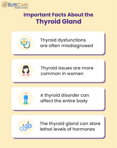 8 Things To Know About The Thyroid Gland And Its Function Elitecare Hc