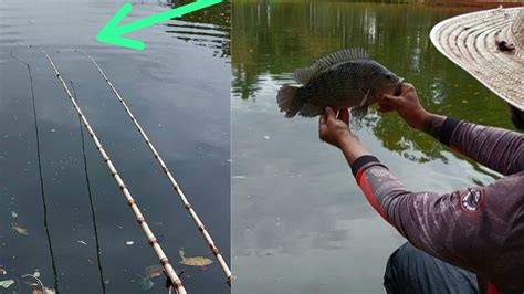 PESCARIA DE TILAPIA VARA DE BAMBU UMA SIMPLES Mudança FEZ TODA