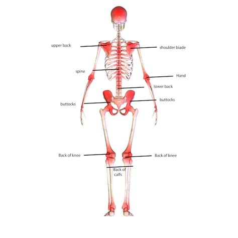 Anatomia Do Esqueleto Humano Para Conceito M Dico Ilustra O D Foto