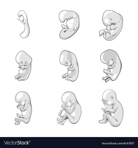 Stages human fetal development schematic Vector Image