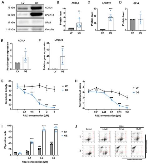 Antioxidants Free Full Text Mitochondrial Reactive Oxygen Species Formation Determines Acsl4