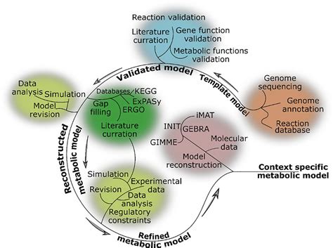 Integration Of Genome Scale Metabolic Networks And Gene Regulation Of Metabolic Enzymes With