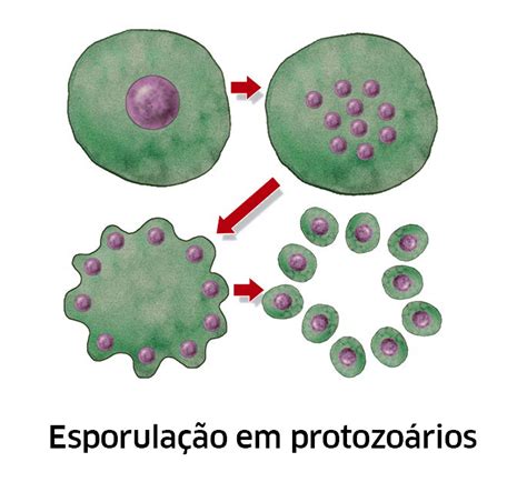 Tipos Básicos De Reprodução Sexuada E Assexuada