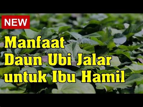 Temukan Rahasia Daun Ubi Untuk Ibu Hamil Manfaat Luar Biasa Yang