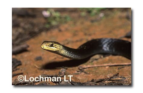 Black Bellied Swamp Snake Lochman Transparencieslochman Transparencies