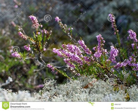 Heather And Moss Stock Image Image Of Botany Calluna 49861827