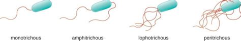 Bacterial Flagella Structure Types And Function Online Biology Notes