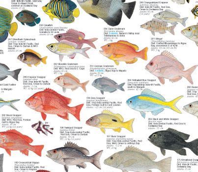 Coastal Fishes Of Southern Africa Coral Rocky Ree Fish Fish