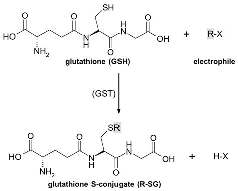 Glutathione Mediated Conjugation Of Anticancer Drugs An Overview Of