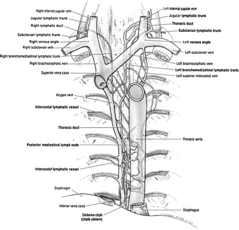 Anatomic Rendering Of The Thoracic Duct Adapted From Agur Amr Dalley Download Scientific