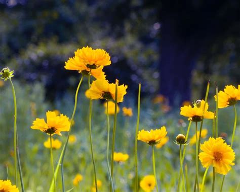 Les Traitements Naturels Contre Les Douleurs Articulaires En Bretagne