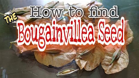 How To Find Bougainvillea Seed Youtube