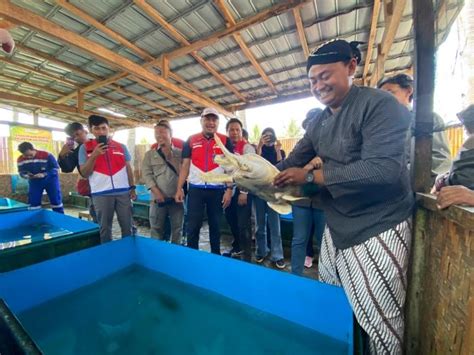 Pertamina Patra Niaga JBT Lepasliarkan 297 Penyu Lekang Di Cilacap