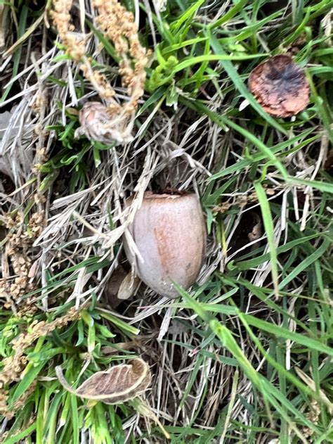 Nuts Falling From Tree And Growing This Weed Best Way To Treat This R Lawncare