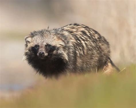 Raccoon Dog Facts Diet Habitat And Pictures On Animaliabio