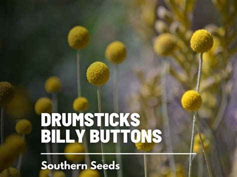 Billy Buttons Drumsticks 50 Seeds Heirloom Flower Unique Ball Shaped