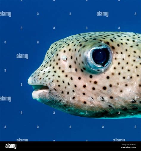 Spot Fin Porcupinefish Diodon Hystrix In Maldives Stock Photo Alamy