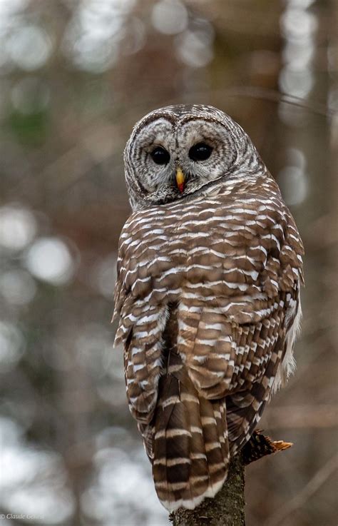 Chouette Ray E Barred Owl Qu Bec Claude Genest Flickr