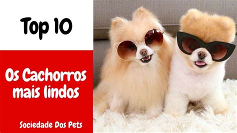 Top As Ra As De Cachorros Mais Lindos Do Mundo Sociedade Dos