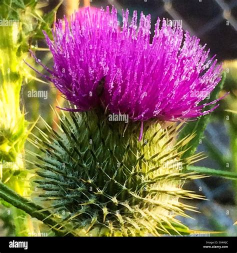 Scottish Thistle National Emblem Scotland Hi Res Stock Photography And