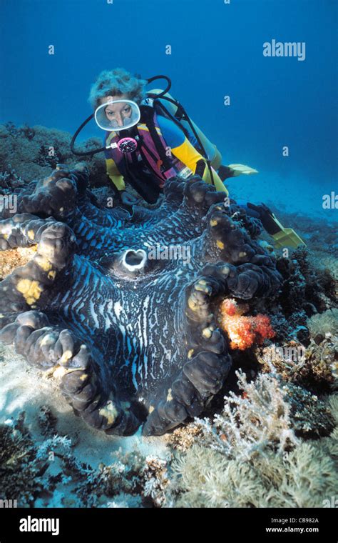 Largest Of The Giant Clam Hi Res Stock Photography And Images Alamy