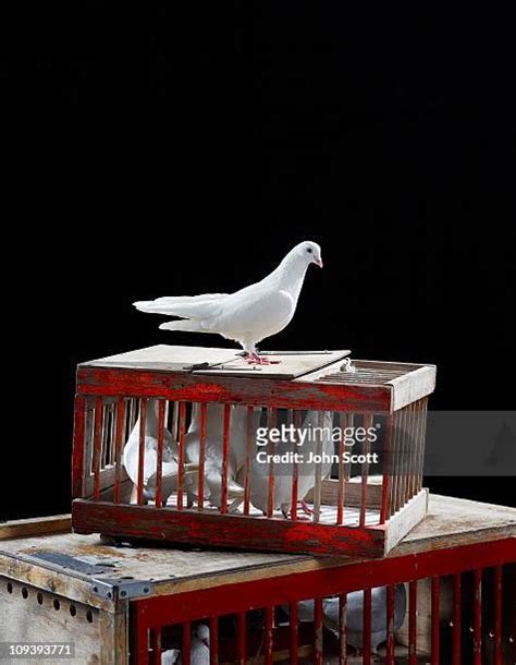 333 Dove Cages Stock Photos, High-Res Pictures, and Images - Getty Images