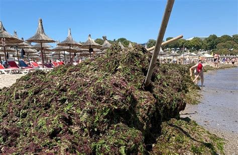 Mun I De Alge Pe Plajele Din Sudul Litoralului Angaja Ii Abadl Le