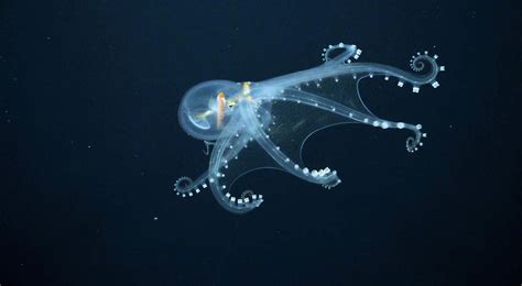 Inkcredible News! Meet The Glass Octopus - OctoNation - The Largest ...