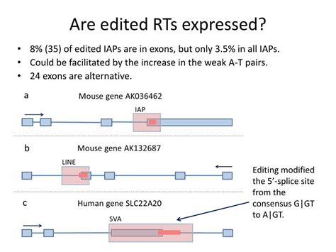 Ppt Large Scale Dna Editing Of Retrotransposons Accelerates Mammalian