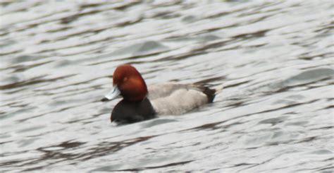 Redhead Spring Migration Fishhawk Flickr