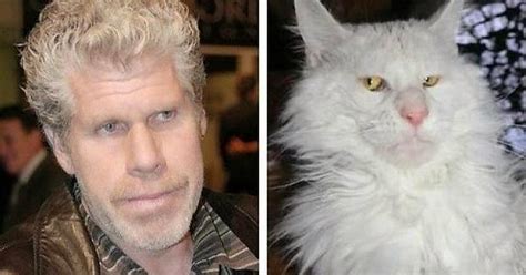 Maine Coons Look Like Ron Perlman Album On Imgur