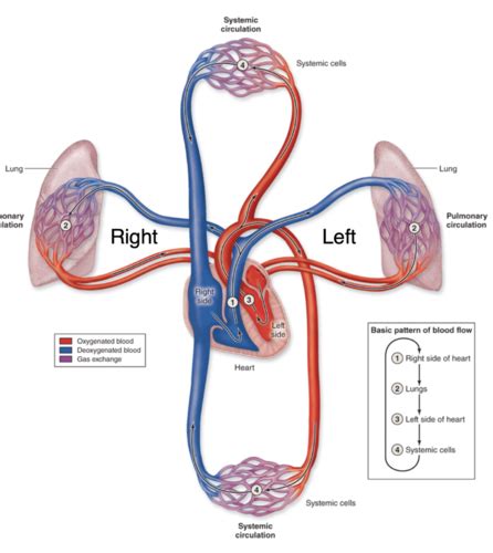 The Cardiovascular System Flashcards Quizlet