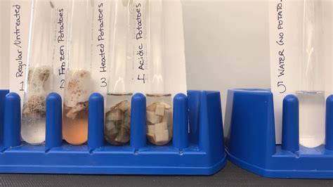 Potato Catalase Enzyme Lab Time Lapse Dobro Youtube