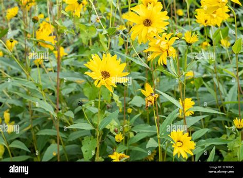 Yellow Perennial Tall Flower Hi Res Stock Photography And Images Alamy