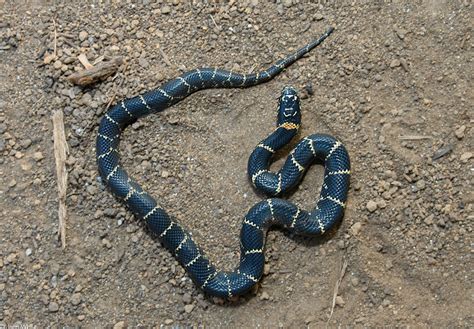 Eastern King Snake Baby