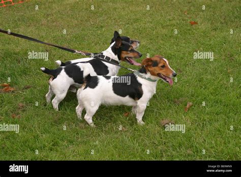 Jack Russell Terriers Stock Photo Alamy