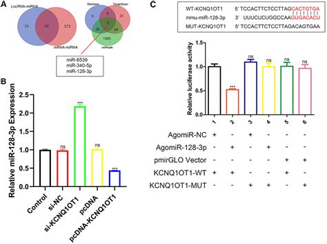 Long Noncoding Rna Kcnq Ot Inhibits Osteoclast Differentiation By