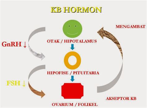 Contoh Makalah Tentang Sistem Hormon Pada Manusia Pulp