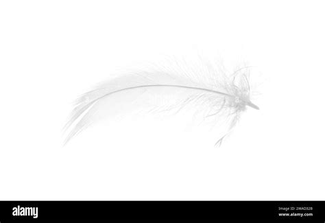 Beautiful Fluffy Bird Feather Isolated On White Stock Photo Alamy