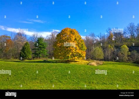 golden tree in fall Stock Photo - Alamy