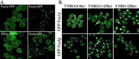 Localization Of The Faa Proteins Using Gfp Fusions A Wild Type Yeast Download Scientific