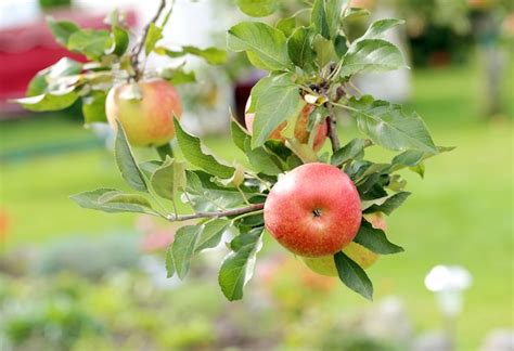 Manzanas en un árbol Foto Gratis