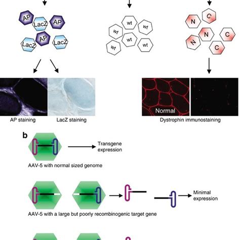 Aav Packaging Of Normal And Large Sized Viral Genomes A Schematic