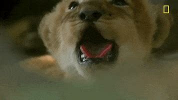 Big Dog Breeds GIFs - Find & Share on GIPHY