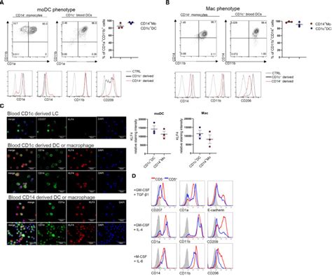 Cd1c Human Dendritic Cell Isolation Kit Miltenyi Biotec Bioz