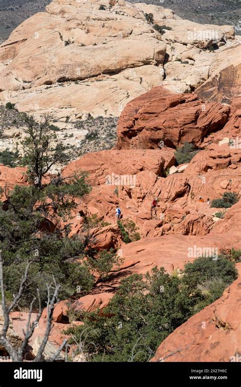 Red Rock Canyon Nevada Hikers Following The Trail To Calico Tanks