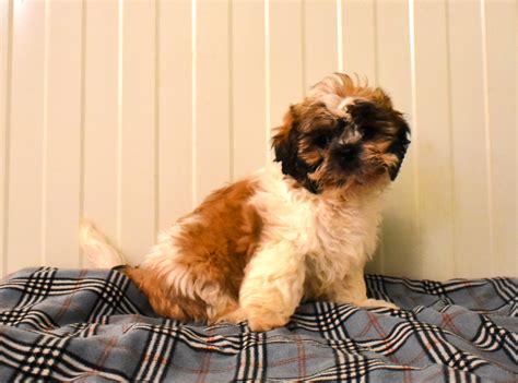 Shih Tzu Éleveur de chiens Houssin Kuurne Chiots à vendre plus de